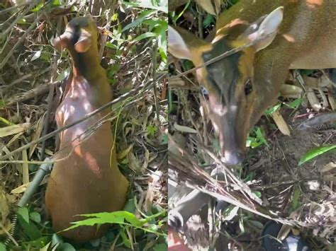 山羌角避邪|一隻見人不躲的母山羌：野生動物的套索陷阱悲歌